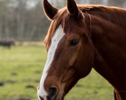 dressage horse Leopold L (Hanoverian, 2008, from Londonderry)