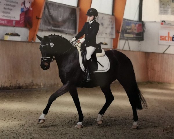 broodmare Saphira 122 (Westphalian, 2003, from Show Star)