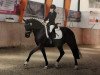 broodmare Saphira 122 (Westphalian, 2003, from Show Star)