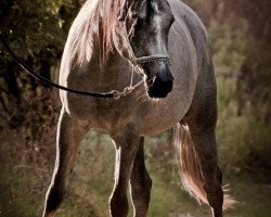 broodmare Rosanna of Angels Garden (Arabian thoroughbred, 2008, from Mambo ox)