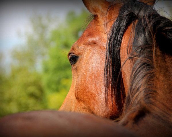 stallion Al-Hattal al-Kabir (Arabian thoroughbred, 2015, from Kanz Al Bidayer ox)