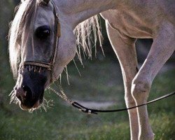 broodmare Bianca of Angels Garden (Arabian thoroughbred, 2008, from El Nabila B ox)