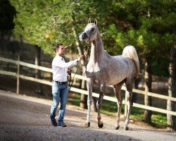 stallion Zeus EA (Arabian thoroughbred,  , from Shanghai EA)