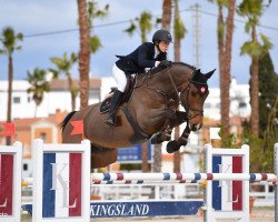 jumper Quatro van't Goor Z (Belgian Warmblood, 2008, from Quasimodo Z)