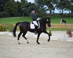 dressage horse Dubai 40 (Hanoverian, 2006, from Depardieu 11)