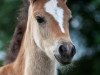 Dressurpferd Special Agent Loverboy (Deutsches Reitpony, 2010, von Spring Star's Spirit)