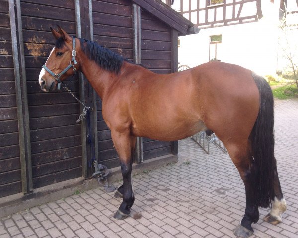 Pferd Fridolin (Badener, 2008, von Valerius Mo 1478)