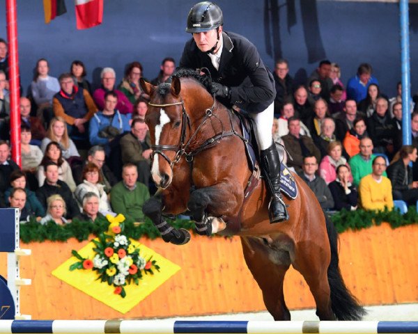 stallion Rmf Caro Gold (Oldenburg show jumper, 2013, from Caroly)