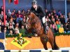 stallion Rmf Caro Gold (Oldenburg show jumper, 2013, from Caroly)