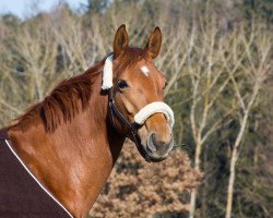 Springpferd Hippie WP (Zangersheide Reitpferd, 2012, von Huppydam des Horts)