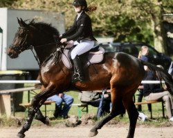 jumper Frieda Gold 10 (anglo european sporthorse, 2010, from Jodokus)