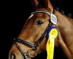 dressage horse Foo Fighter 4 (Oldenburg, 2008, from Fidertanz)