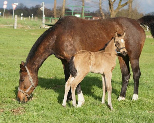 Pferd Amira's Wüstenflocke (Deutsches Reitpony, 2017, von Centauro's Midas)