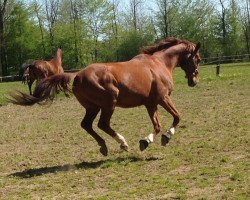 dressage horse Ad Hoc 4 (Hanoverian, 1995, from Akatschi)