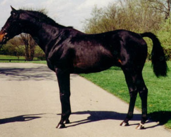 stallion Pine Ridge xx (Thoroughbred, 1987, from Cox's Ridge xx)