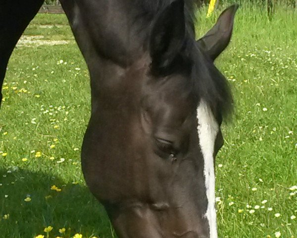 broodmare Ulriche van Bareelhof Z (Zangersheide riding horse, 2003, from Ulrich Z)