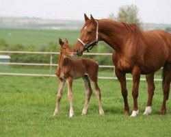 broodmare Walparaisa (Hanoverian, 1989, from Wenzel I)