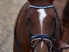 broodmare Daika (New Forest Pony, 2008, from Sir Durk)