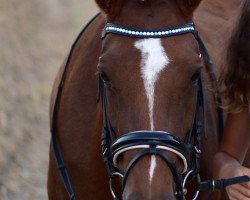 Zuchtstute Daika (New-Forest-Pony, 2008, von Sir Durk)