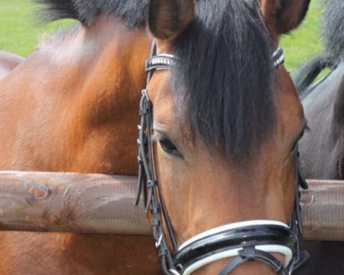Dressurpferd Schmuggler 4 (New-Forest-Pony, 2013, von Sir Durk)