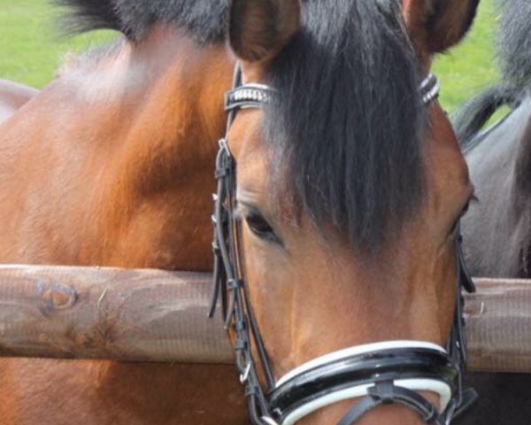 dressage horse Schmuggler 4 (New Forest Pony, 2013, from Sir Durk)