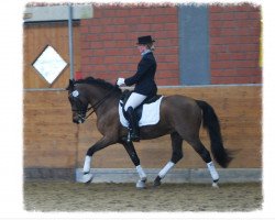 stallion Sir Durk (New Forest Pony, 2001, from Sander)