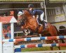 Springpferd Destiny 250 (Deutsches Reitpony, 2012, von FS Daddy Cool)