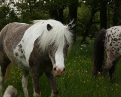 Zuchtstute Coconut Dream vom Olendiek (Deutsches Classic Pony, 2012, von Just Dance vom Regenbogen)