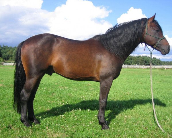 Deckhengst Ermelo Schueracher (Connemara-Pony, 1992, von Cheviot Midas)