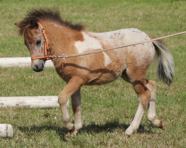 Pferd Aiwara vom Olendiek (Dt.Part-bred Shetland Pony, 2017, von Few Spot)