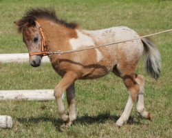 horse Aiwara vom Olendiek (Dt.Part-bred Shetland pony, 2017, from Few Spot)