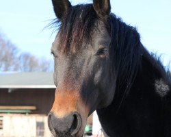 broodmare Camue (German Warmblood, 2009, from Accusé)