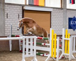 dressage horse KM's Maurice (Haflinger, 2013, from Maestro)