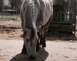 Pferd Diabolo (Shetland Pony, 2011)