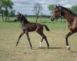 dressage horse Beethoven CR (German Warmblood, 2017, from Bacardi CR)