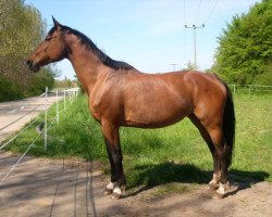 broodmare Cora (Oldenburg, 1999, from Canaster II)