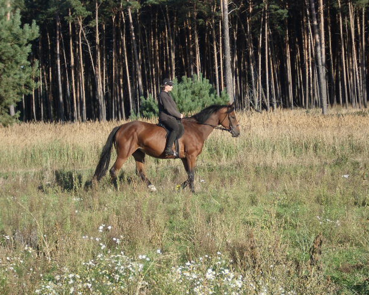 broodmare Luzie (Trakehner, 2009, from Perechlest)