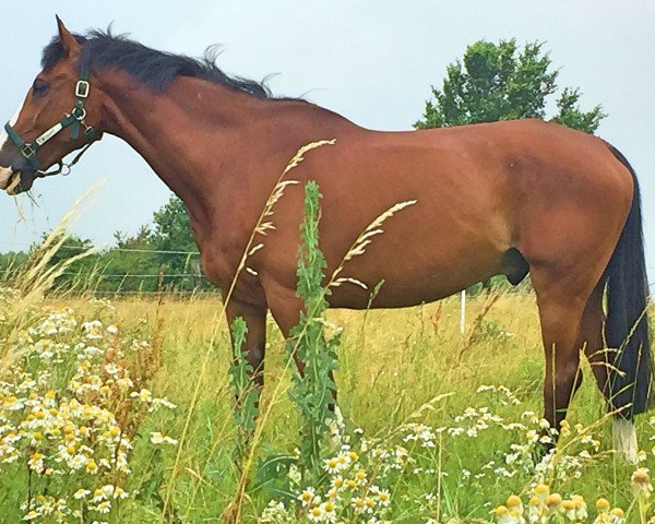 dressage horse Wizzard of Hope (KWPN (Royal Dutch Sporthorse), 2003, from Iglesias)