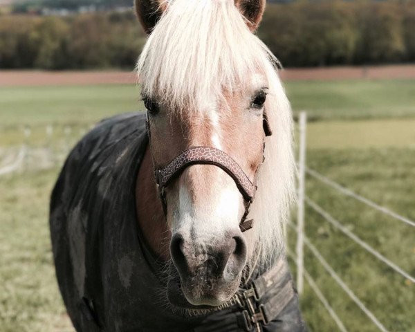 Zuchtstute Colina (Haflinger, 1991, von 1456 Nestroy)