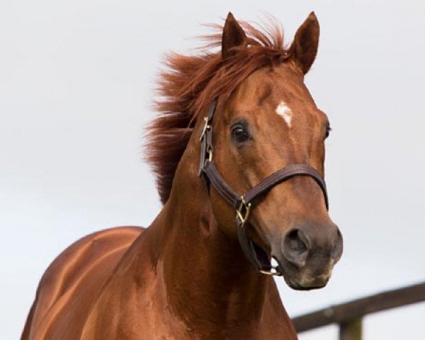 Deckhengst Sepoy xx (Englisches Vollblut, 2008, von Elusive Quality xx)