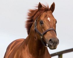 stallion Sepoy xx (Thoroughbred, 2008, from Elusive Quality xx)