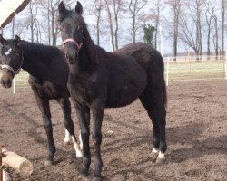 dressage horse Little Dream on Sunday CR (German Warmblood, 2017, from Bacardi CR)