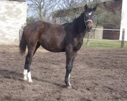 dressage horse Wajana CR (German Warmblood, 2017, from Bacardi CR)