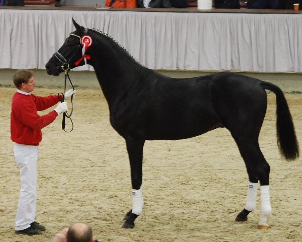stallion D'Egalite (Westphalian, 2013, from Don Juan de Hus)