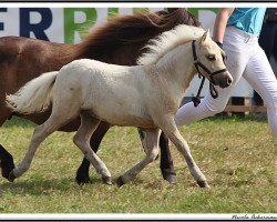 horse Westwind vom Olendiek (Dt.Part-bred Shetland pony, 2017, from Willow vom Olendiek)