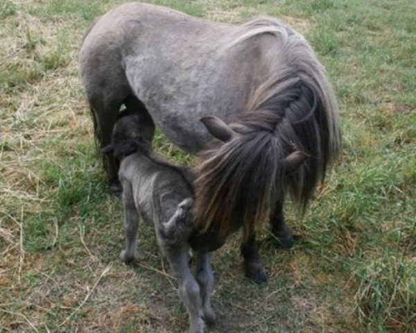 broodmare Batida van dyck (Shetland Pony, 2001, from Bjorn v.d. Heikamp)