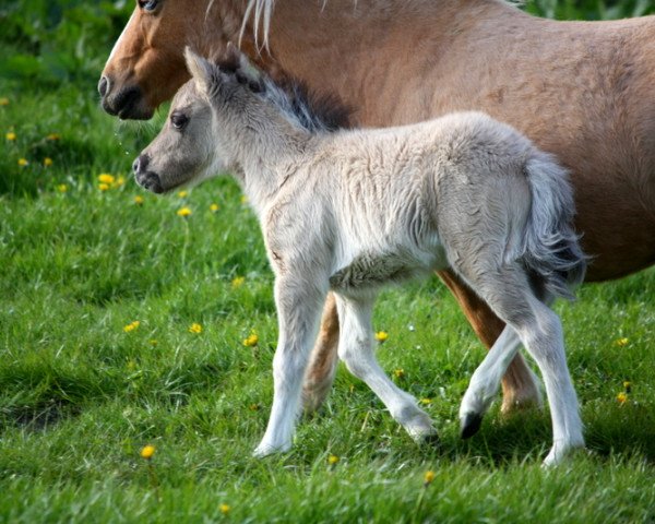 Pferd Kilani vom Olendiek (Dt.Part-bred Shetland Pony, 2017, von Willow vom Olendiek)
