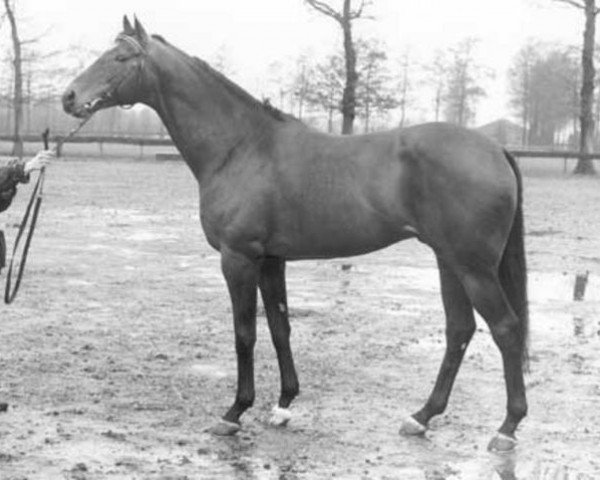 stallion Slaney xx (Thoroughbred, 1982, from Irish River xx)