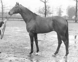 stallion Slaney xx (Thoroughbred, 1982, from Irish River xx)