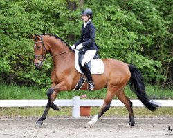 dressage horse Balsamico (Bavarian, 2011, from Bvlgari)